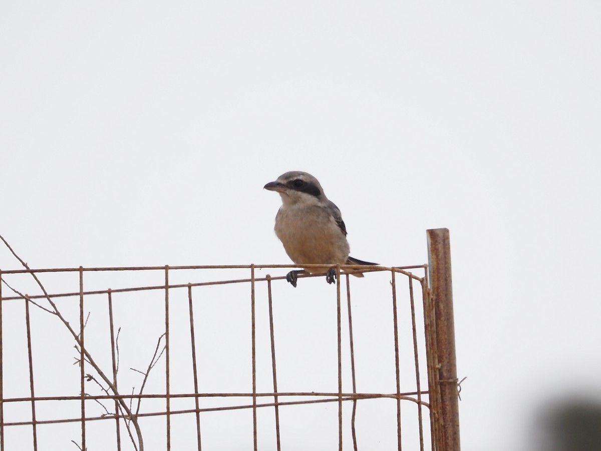 Iberian Gray Shrike - ML638403001