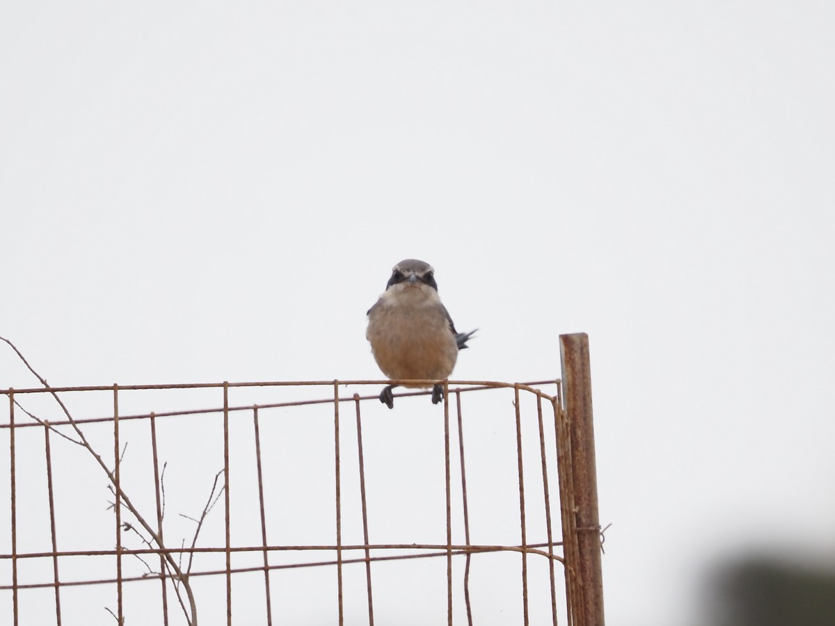 Iberian Gray Shrike - ML638403002