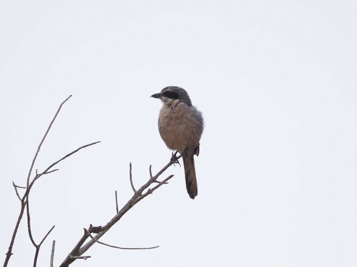 Iberian Gray Shrike - ML638403003