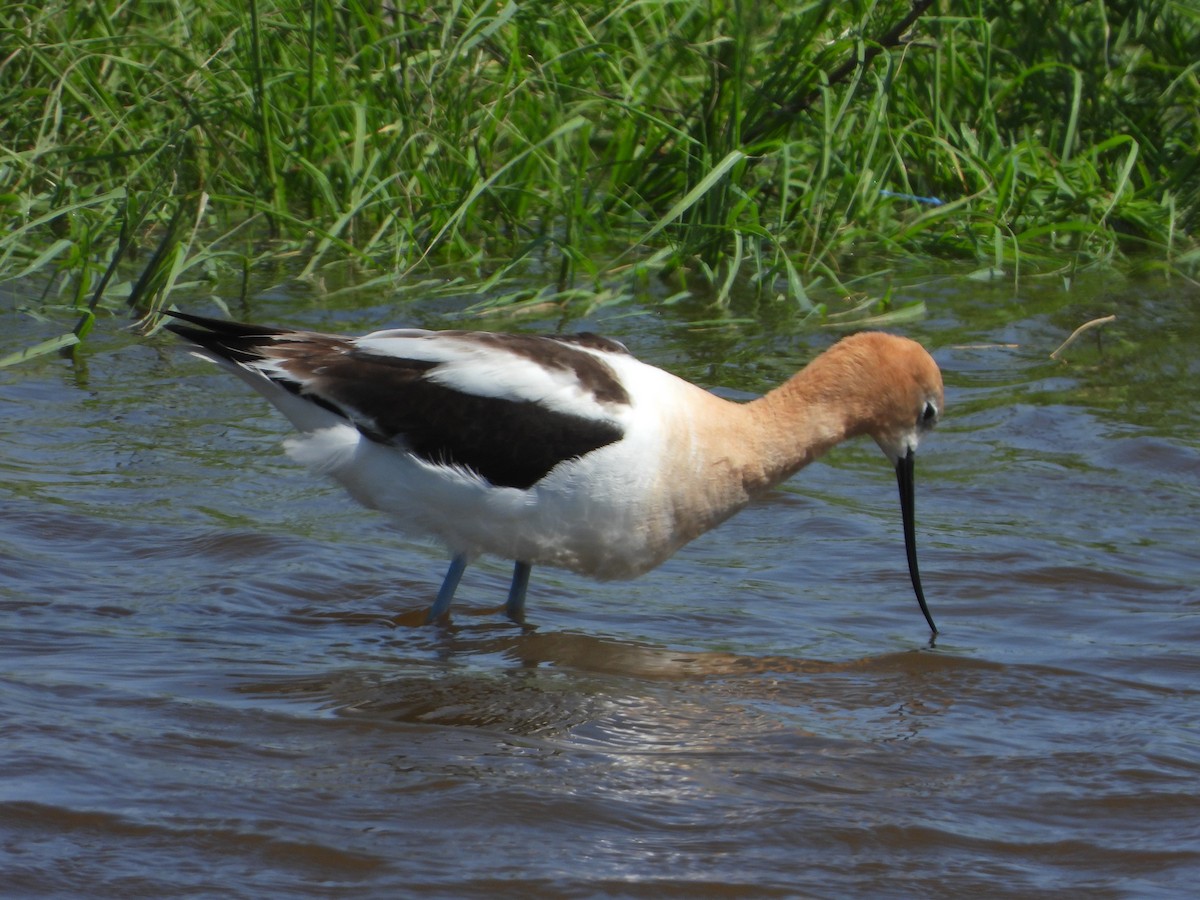 American Avocet - ML638403031