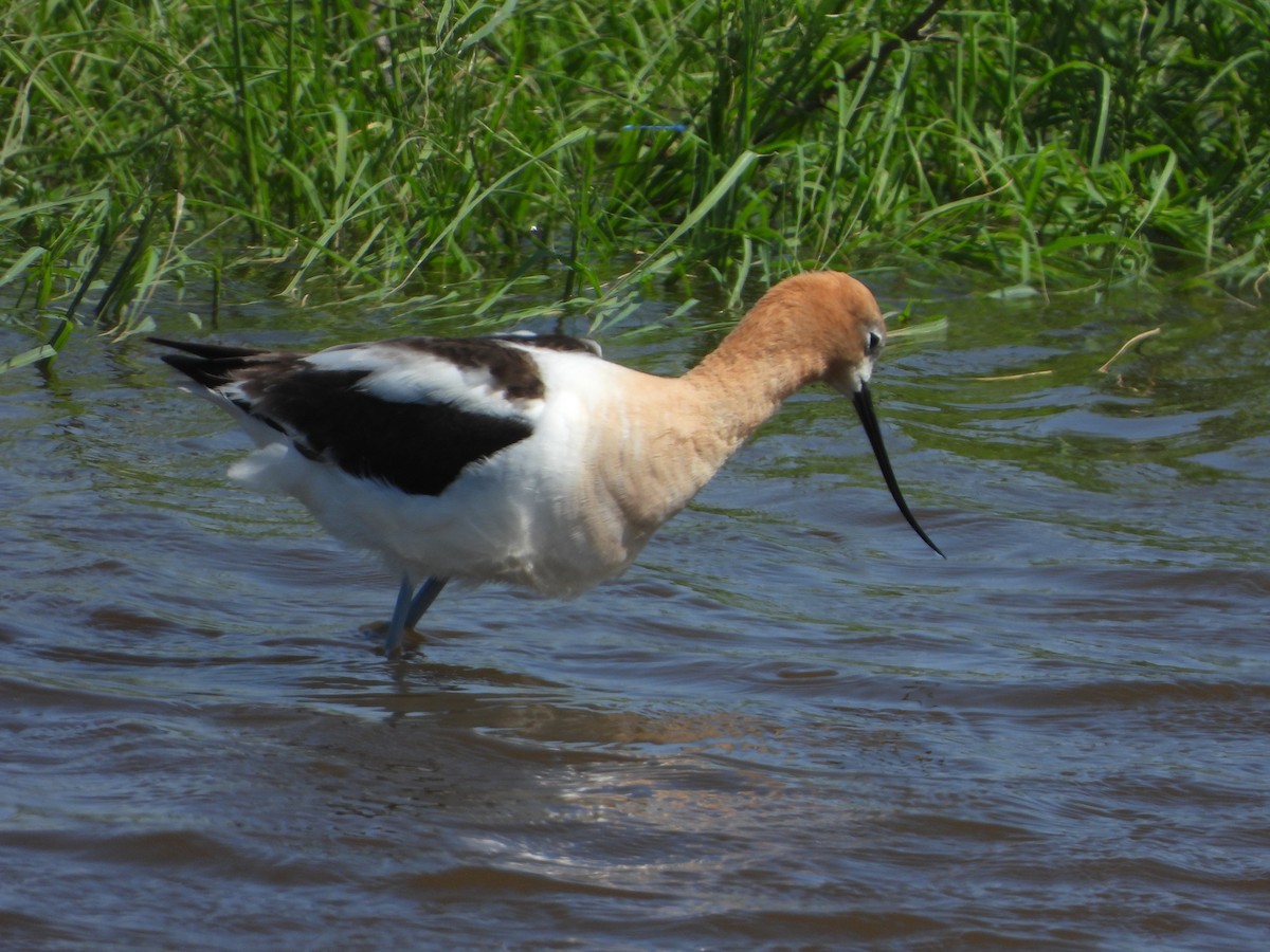 American Avocet - ML638403032