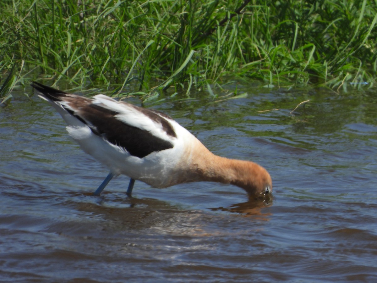 American Avocet - ML638403033