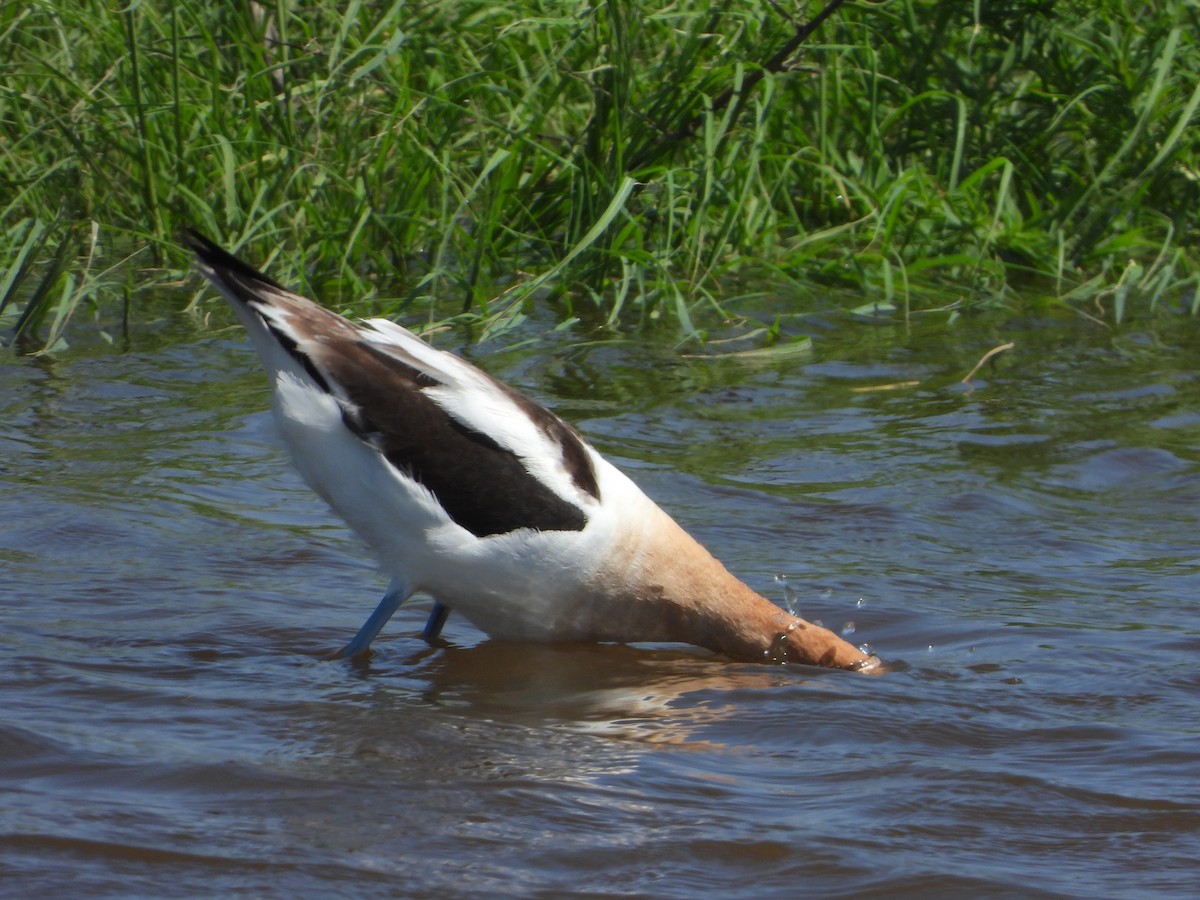 American Avocet - ML638403046