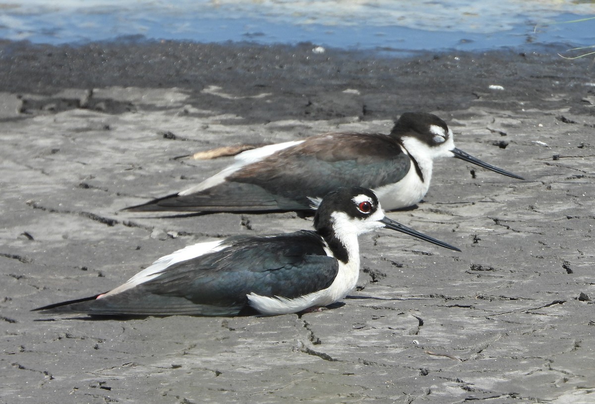 Black-necked Stilt - ML638403081