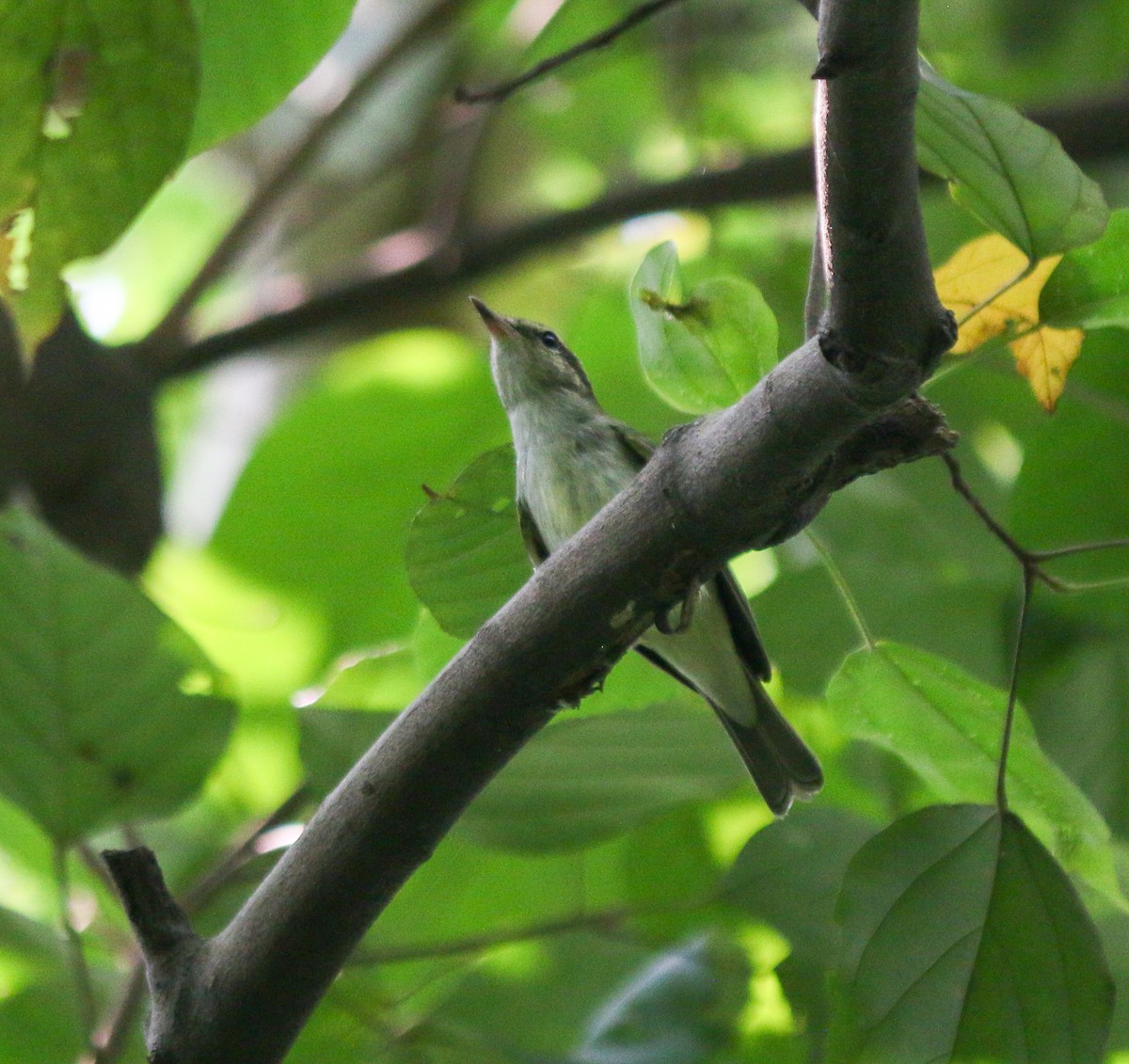 Large-billed Leaf Warbler - ML638403090
