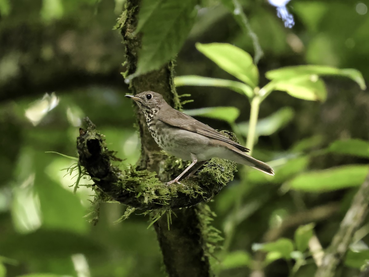 Gray-cheeked Thrush - ML638403092