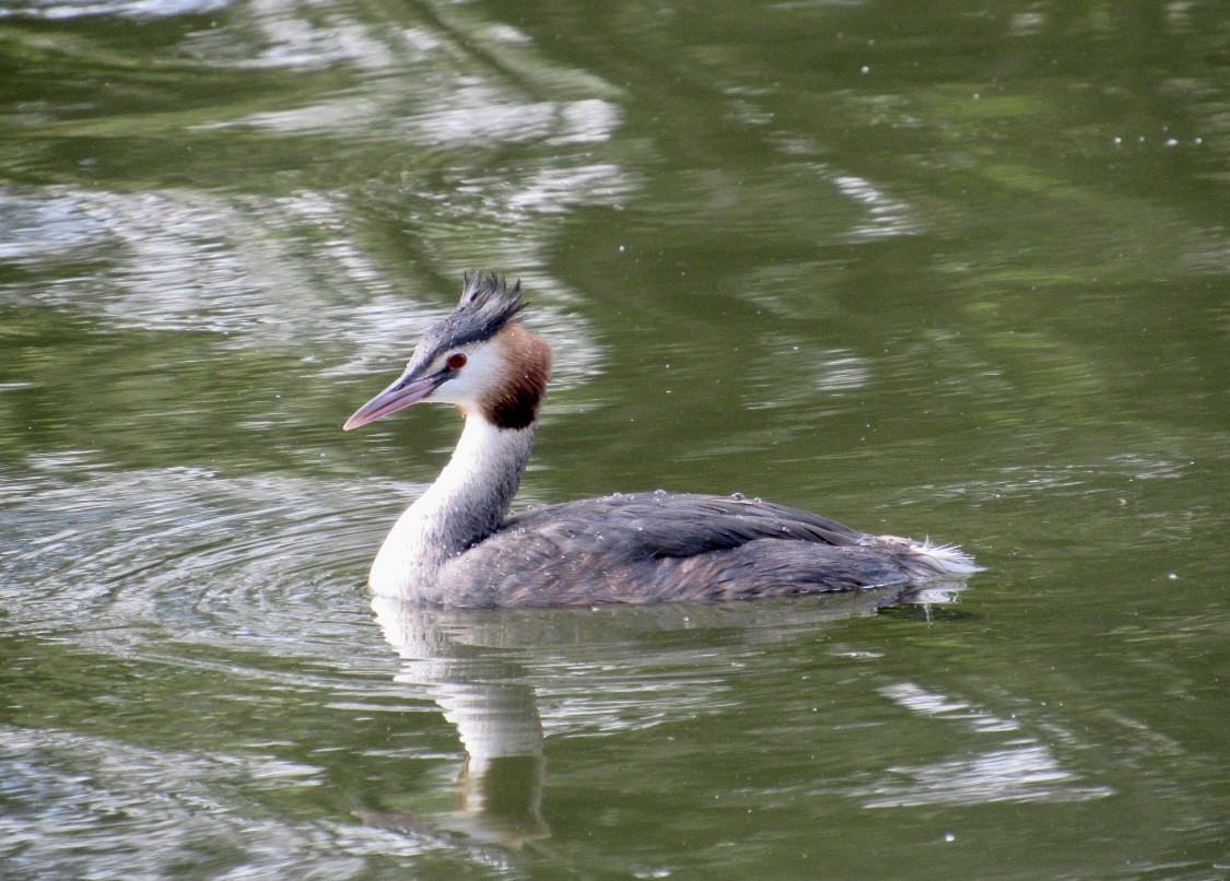 Great Crested Grebe - ML638403104