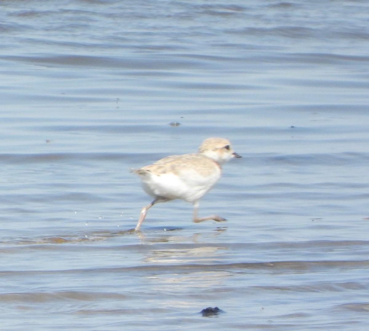 Snowy Plover - ML638403105