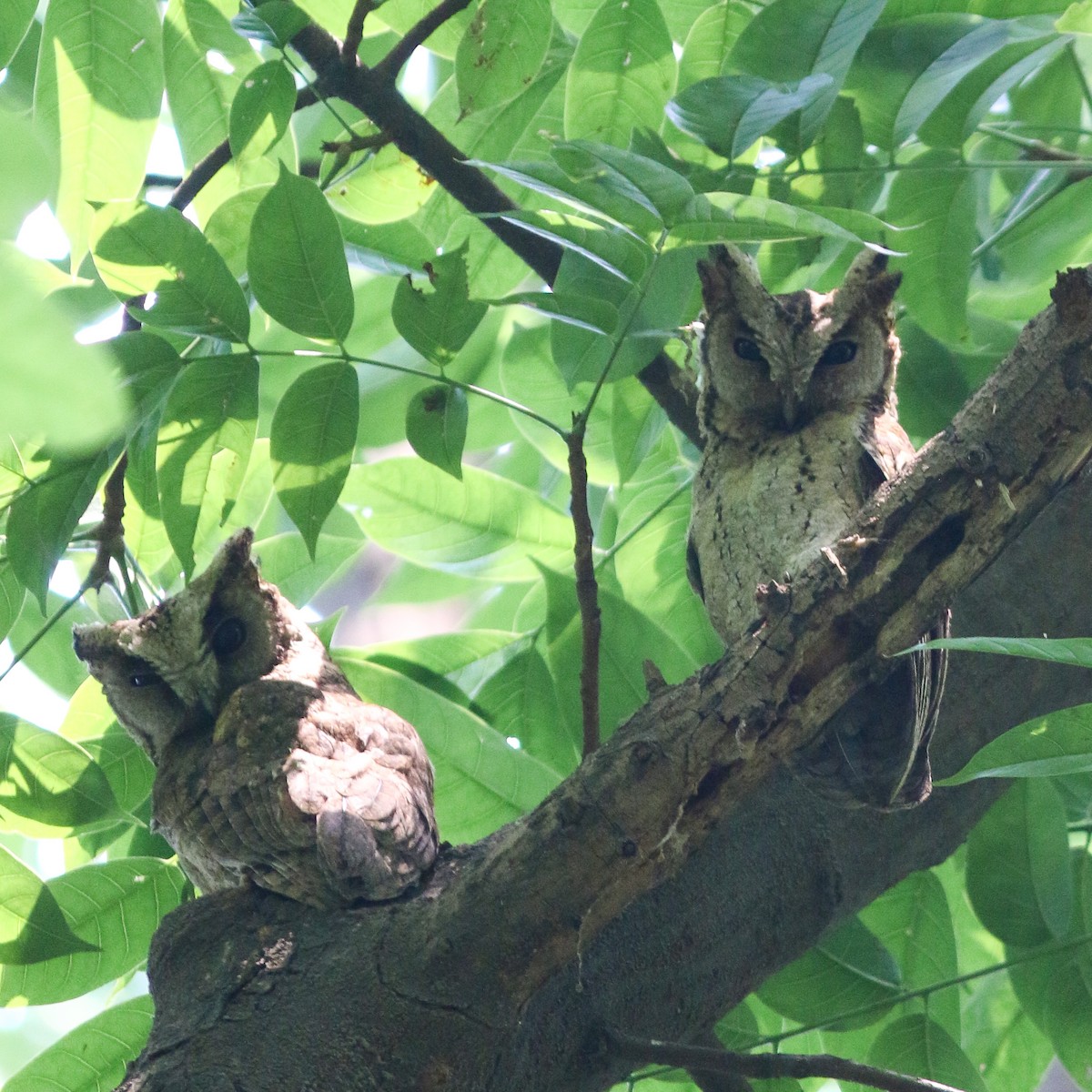 Collared Scops-Owl - ML638403108