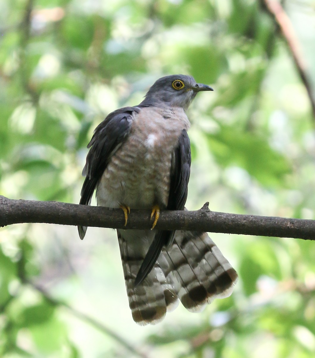 Common Hawk-Cuckoo - ML638403118