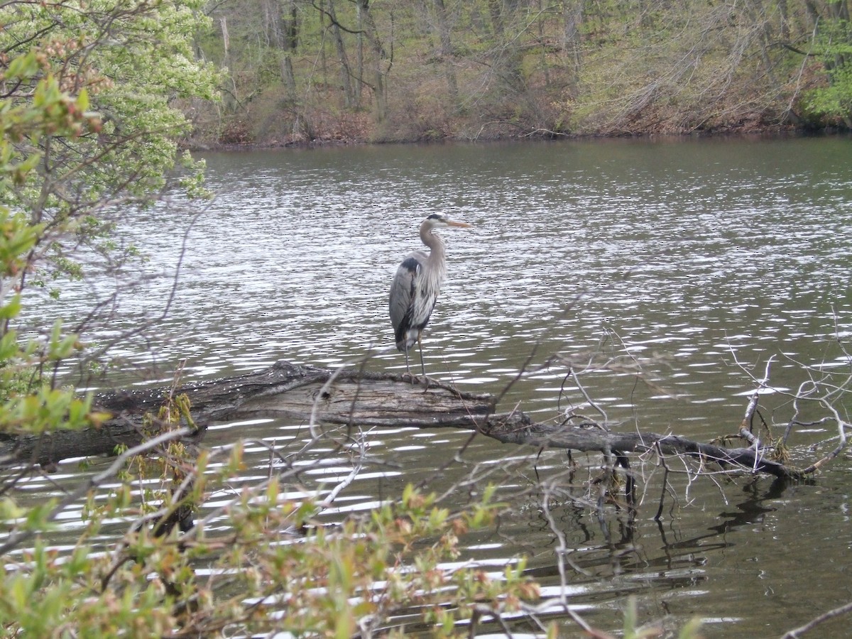 Great Blue Heron - ML638403157