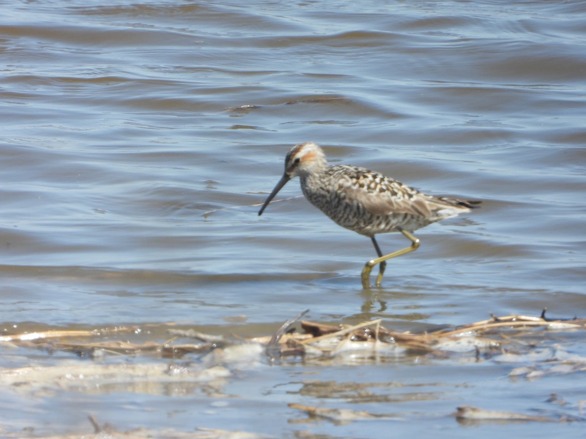 Stilt Sandpiper - ML638403186