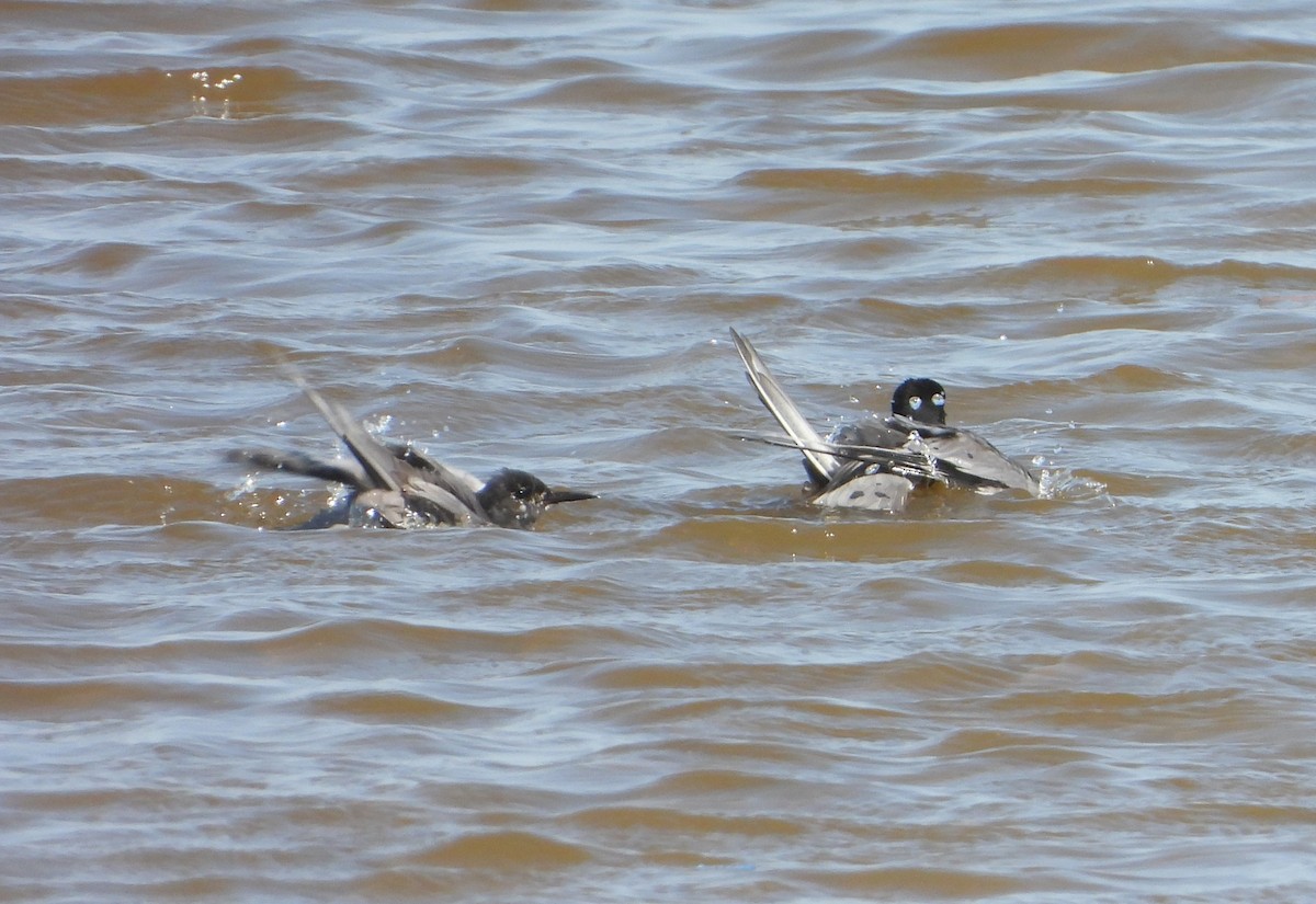 Black Tern - ML638403200