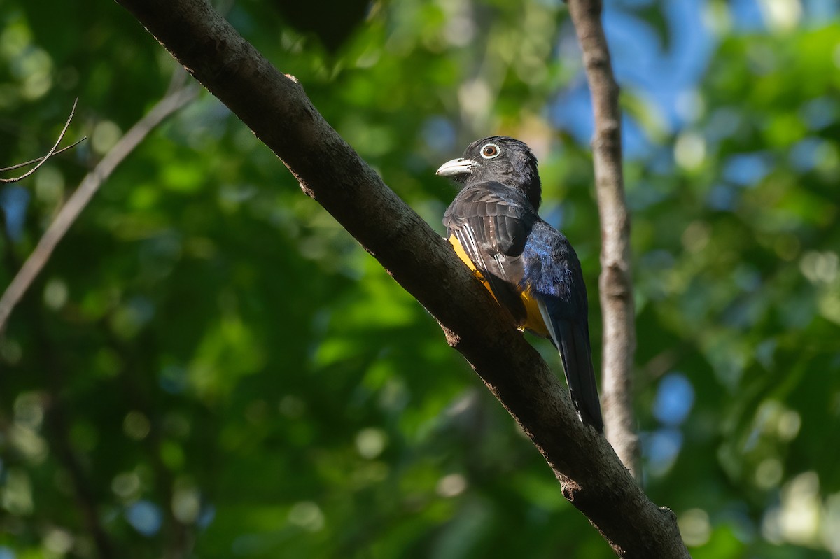 Amazonian Black-throated Trogon - ML638403201