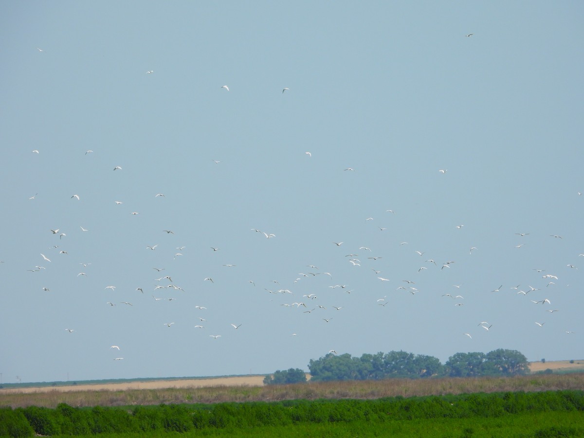 Western Cattle-Egret - ML638403216