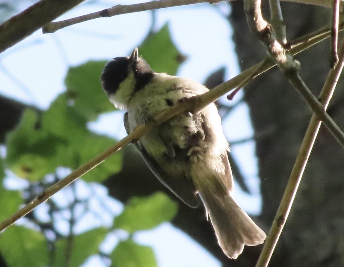Carolina Chickadee - ML638403219