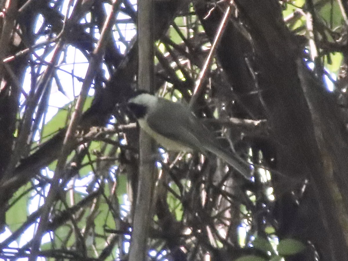 Carolina Chickadee - ML638403220