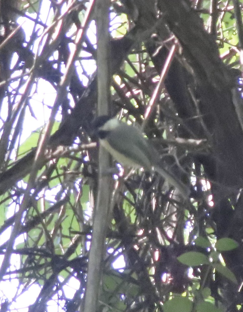 Carolina Chickadee - ML638403221
