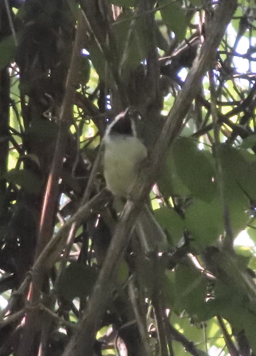 Carolina Chickadee - ML638403224