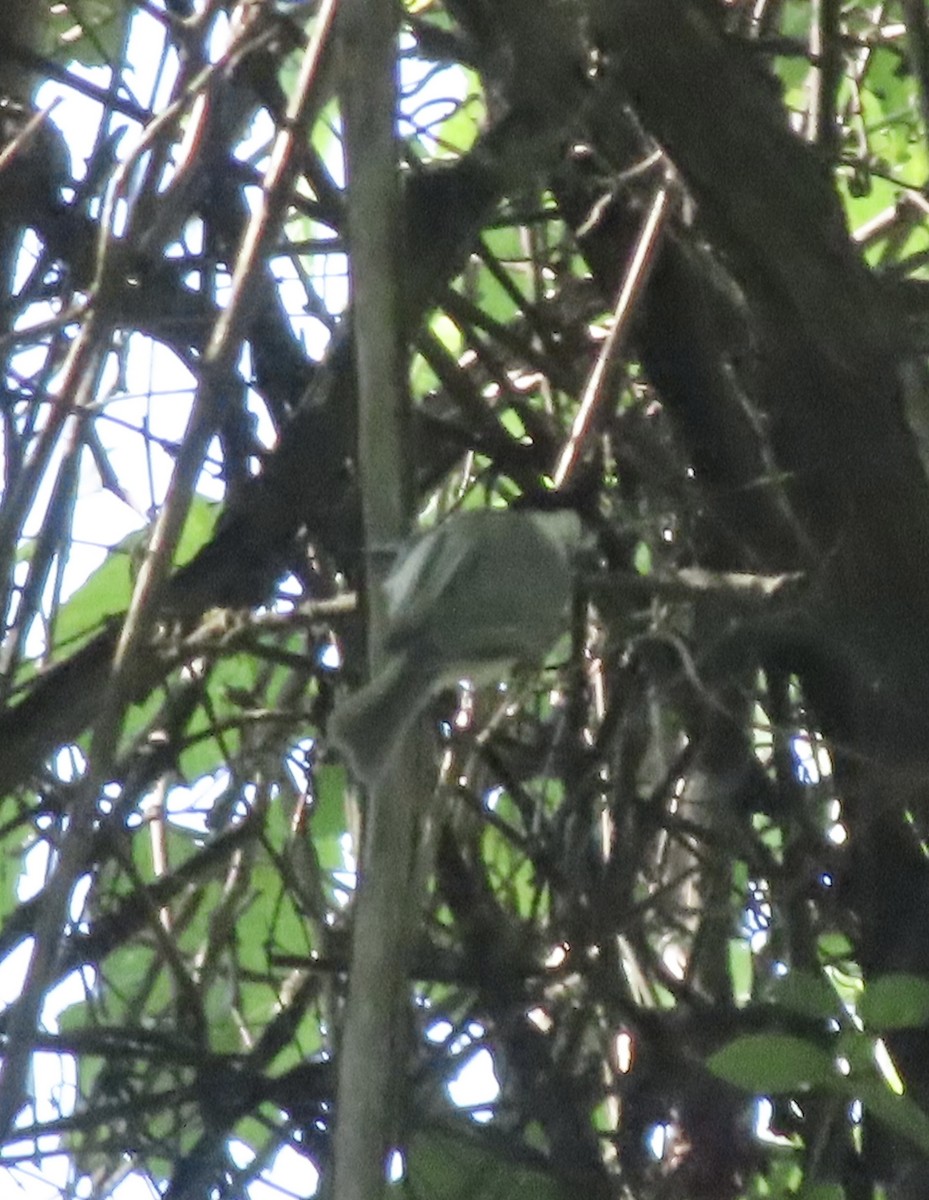 Carolina Chickadee - ML638403225
