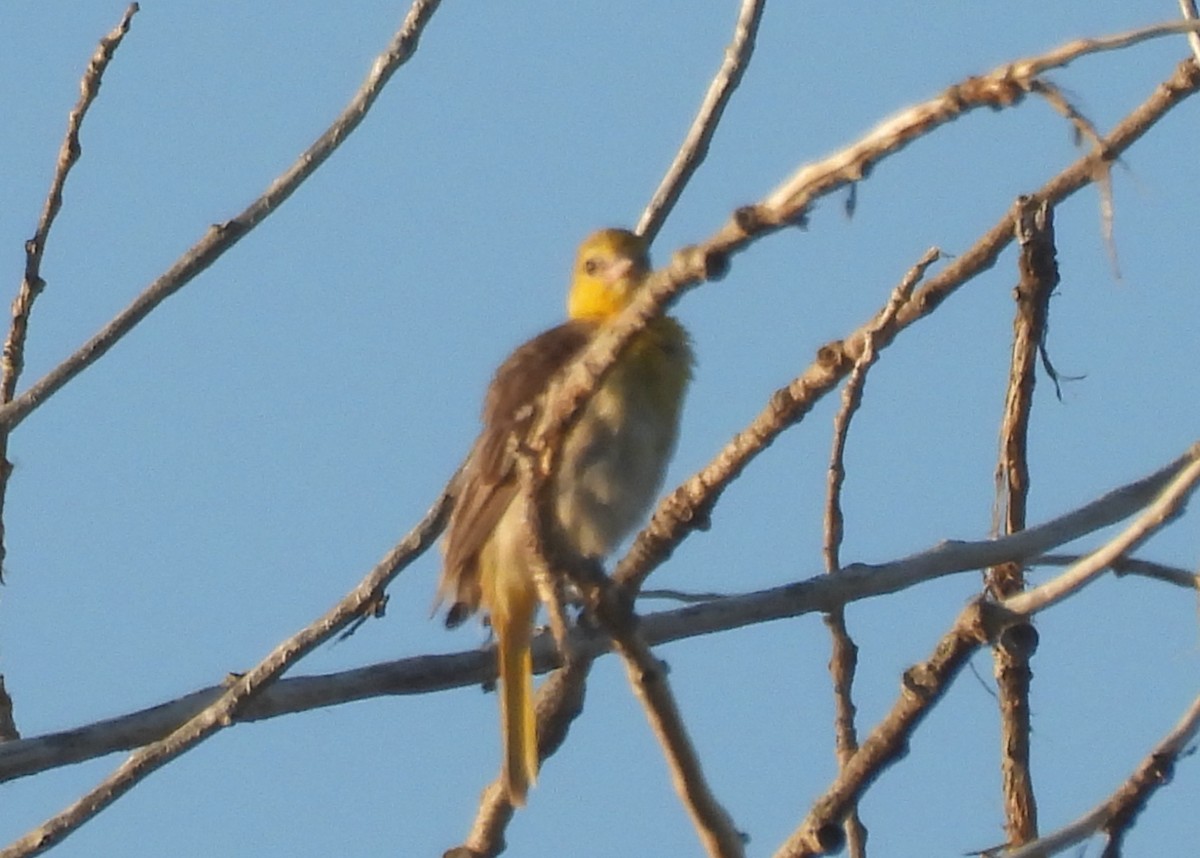 Bullock's Oriole - ML638403242