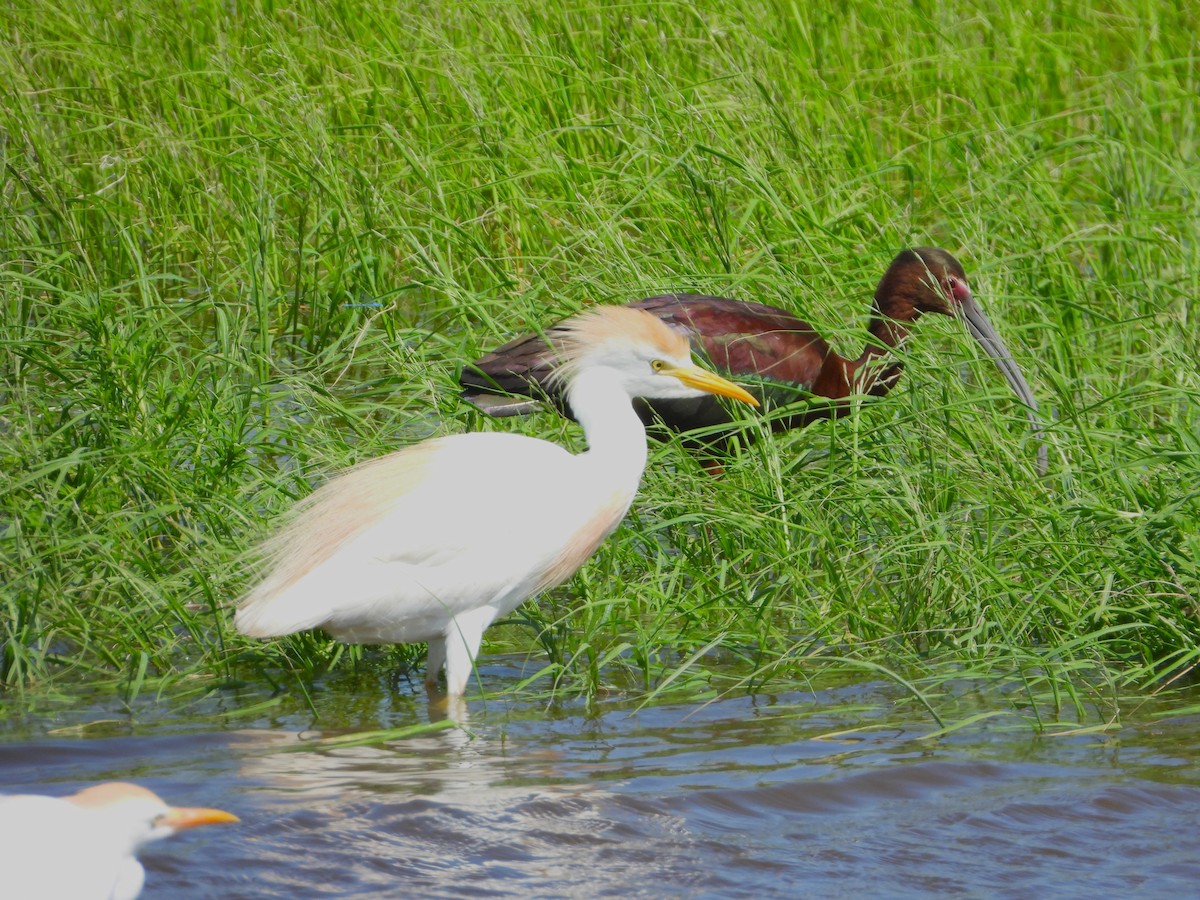 Western Cattle-Egret - ML638403245