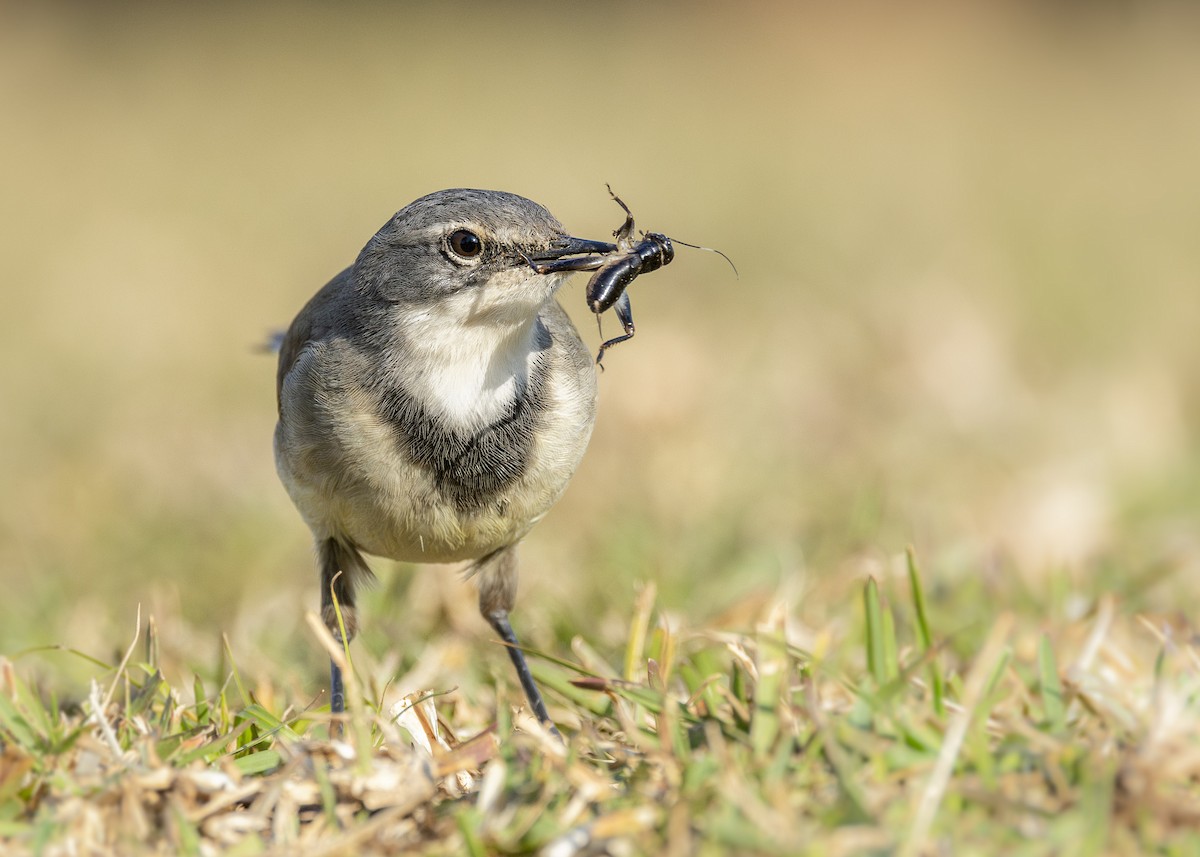 Cape Wagtail - ML638403259