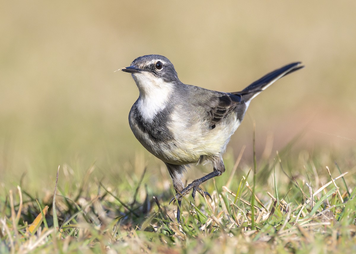 Cape Wagtail - ML638403261