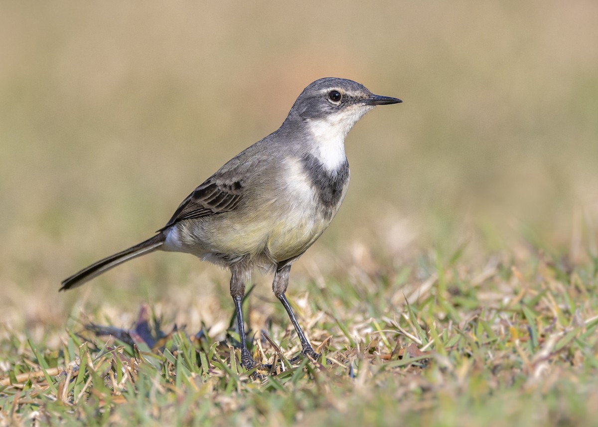 Cape Wagtail - ML638403262