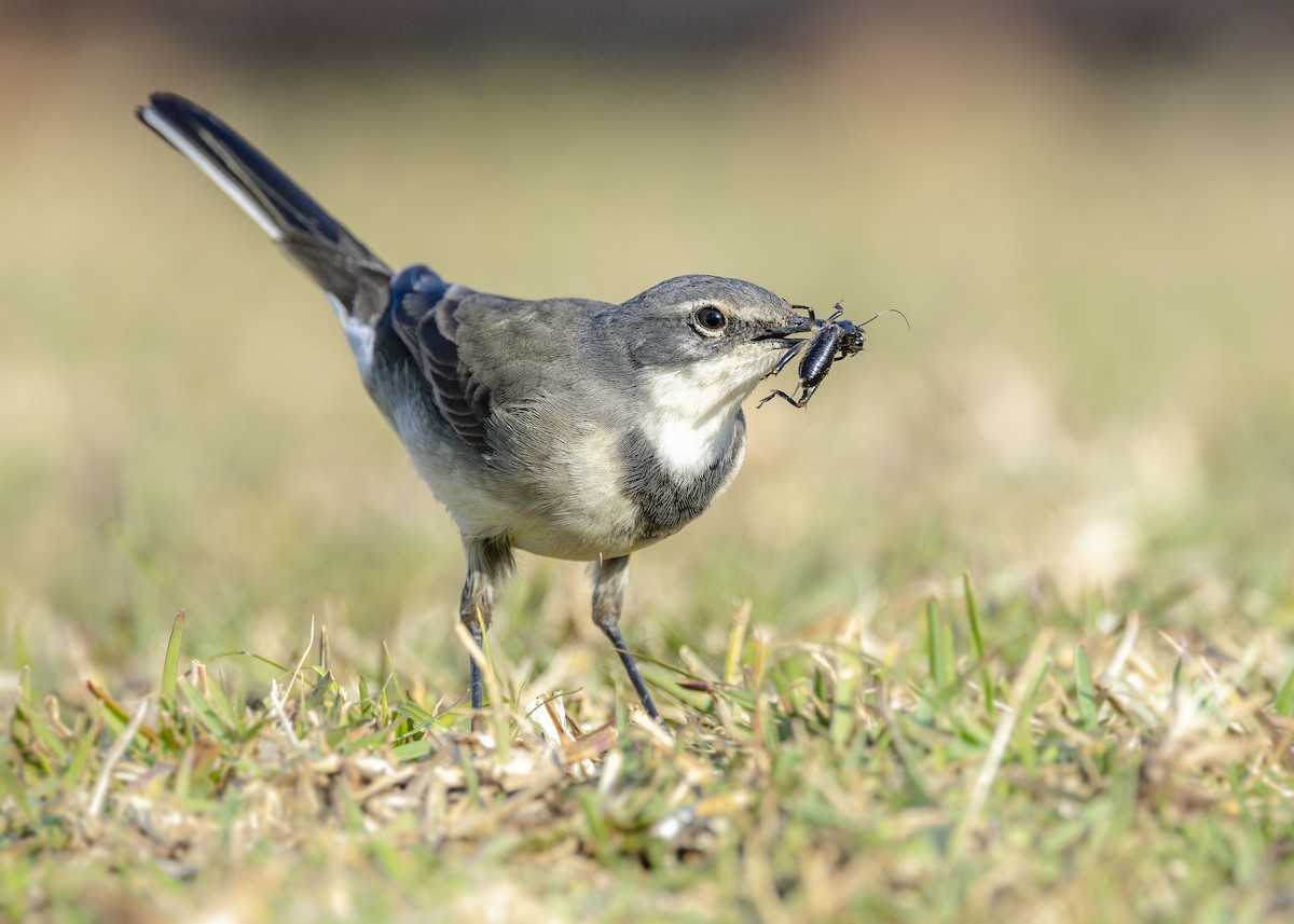 Cape Wagtail - ML638403263