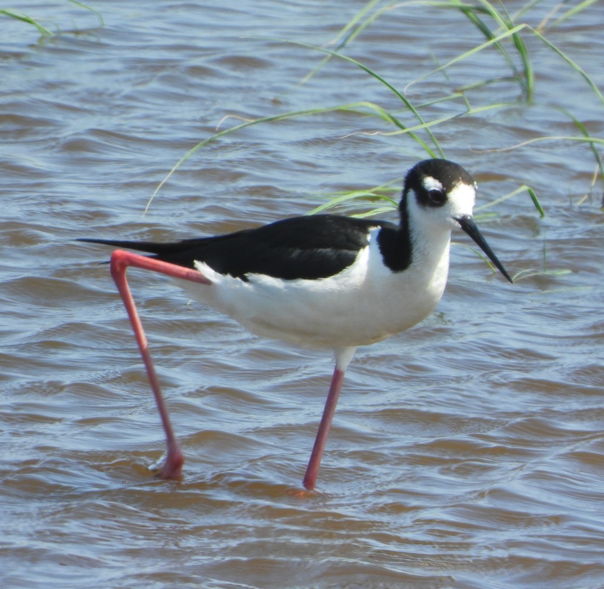 Black-necked Stilt - ML638403269
