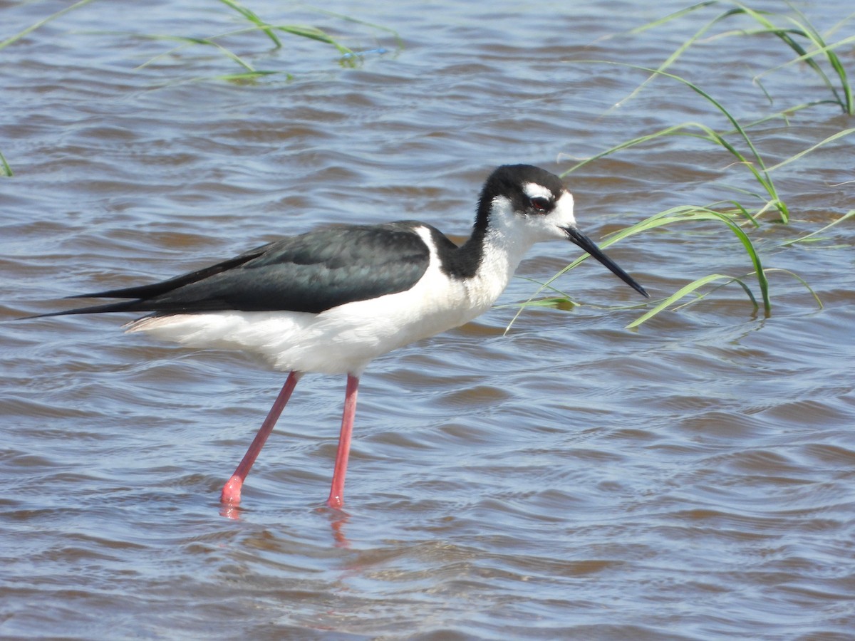 Black-necked Stilt - ML638403270
