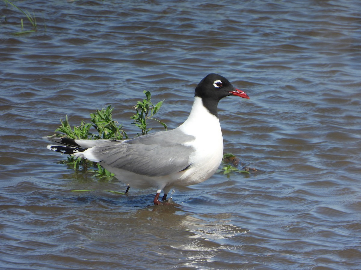 Franklin's Gull - ML638403316