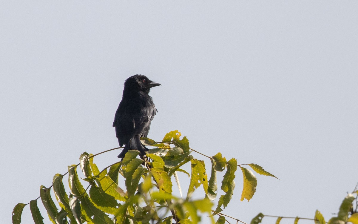 Fork-tailed Drongo - ML638403329