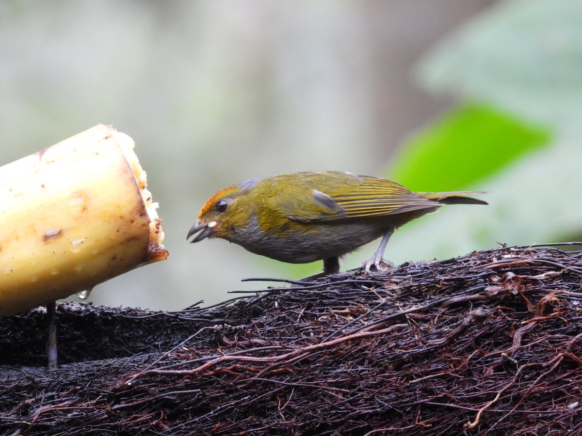 Tawny-capped Euphonia - ML638403368