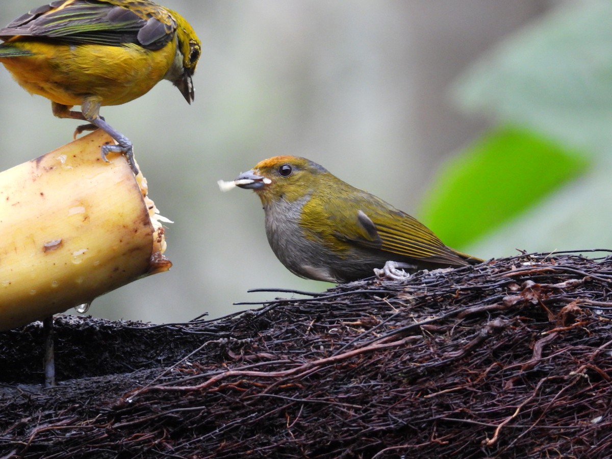 Tawny-capped Euphonia - ML638403370