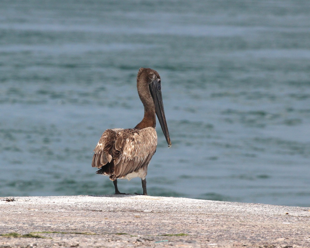 Brown Pelican - ML638403387