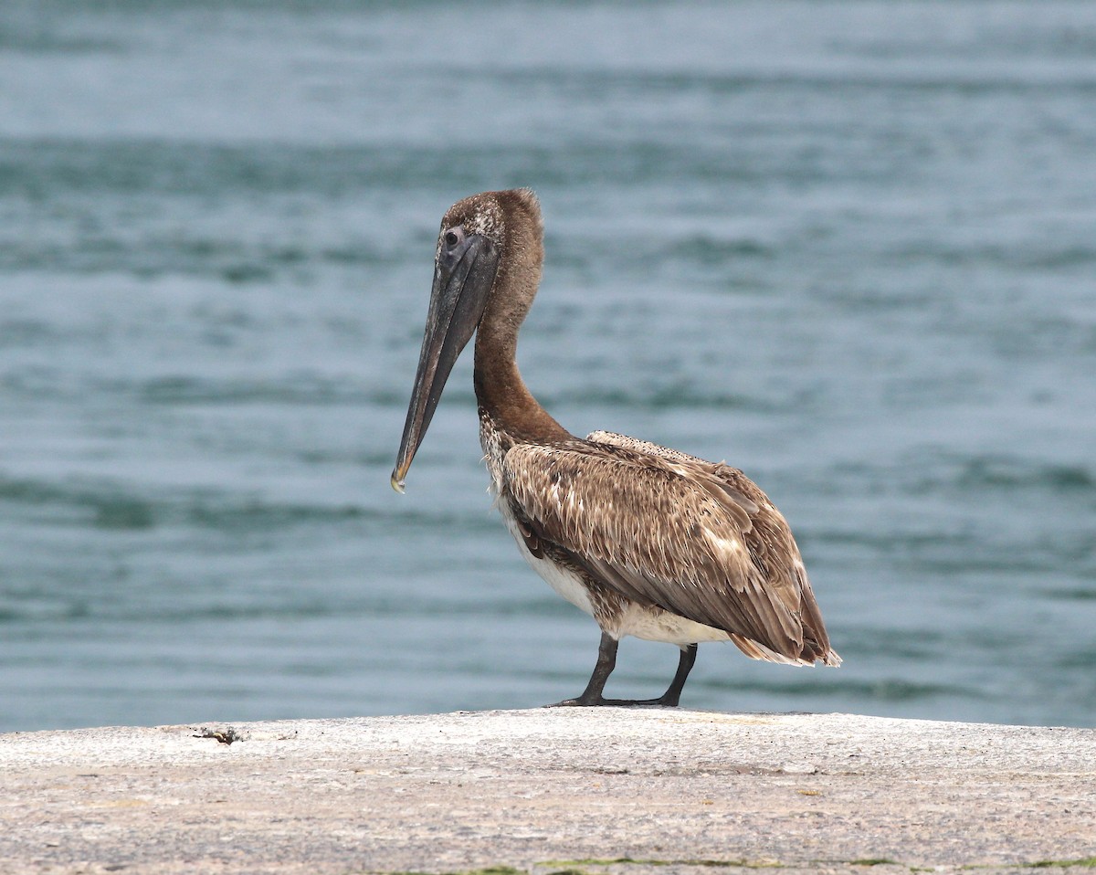 Brown Pelican - ML638403388