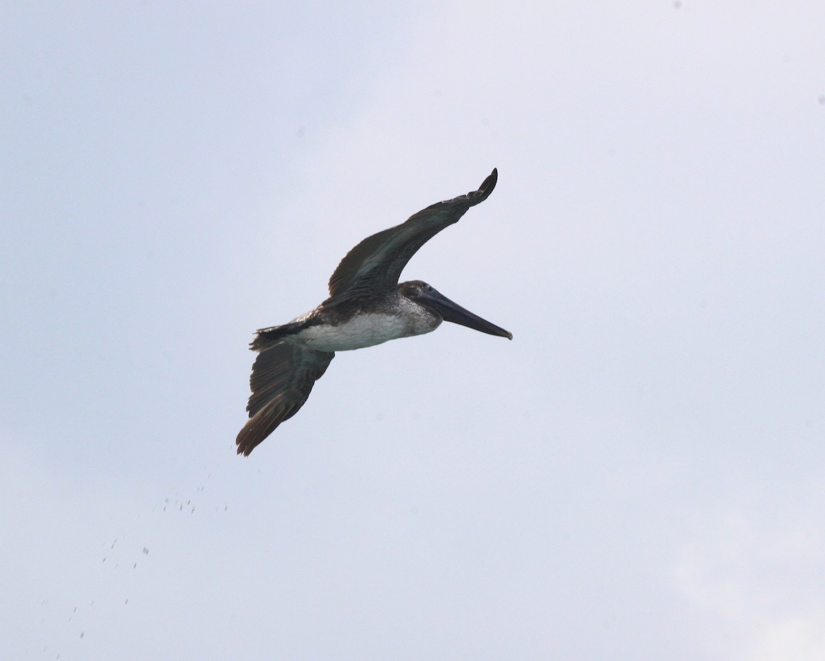 Brown Pelican - ML638403389