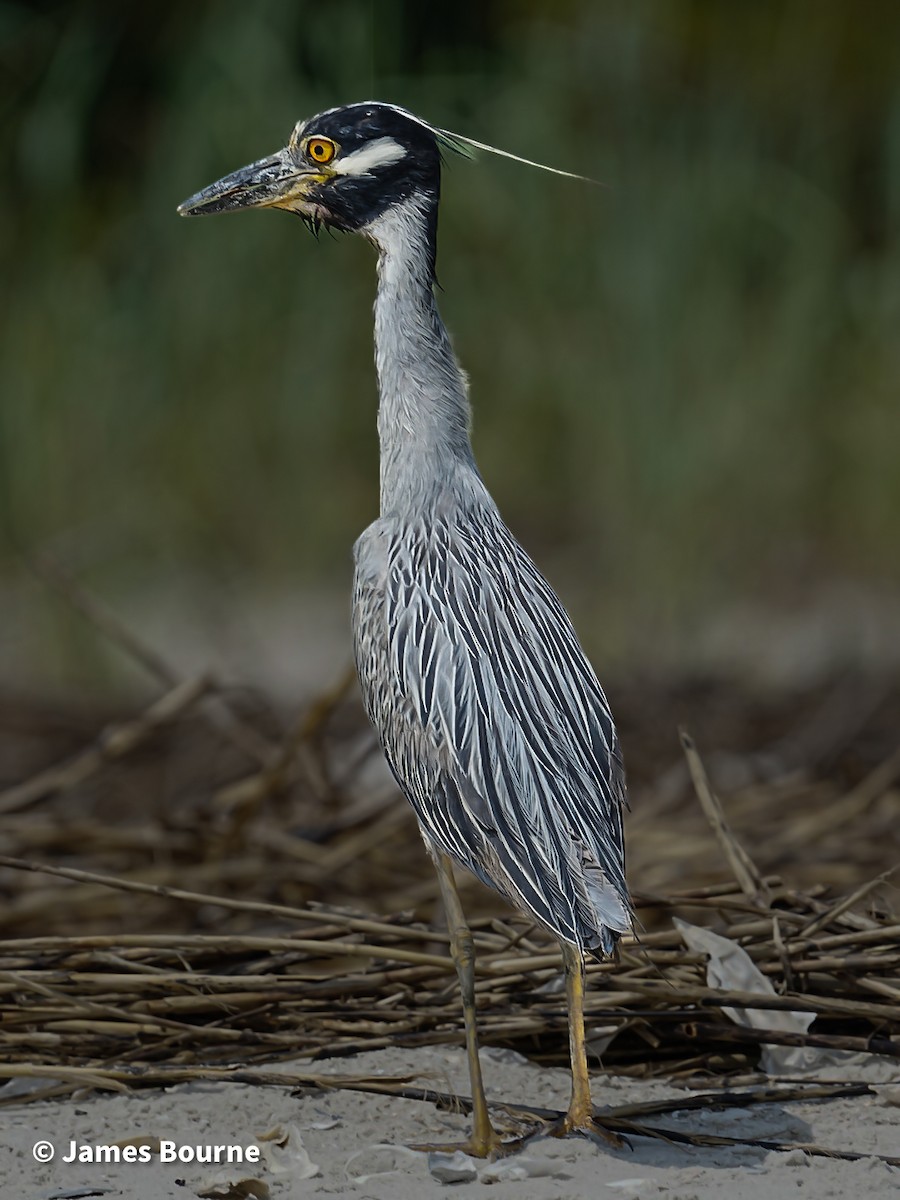 Yellow-crowned Night Heron - ML638403418