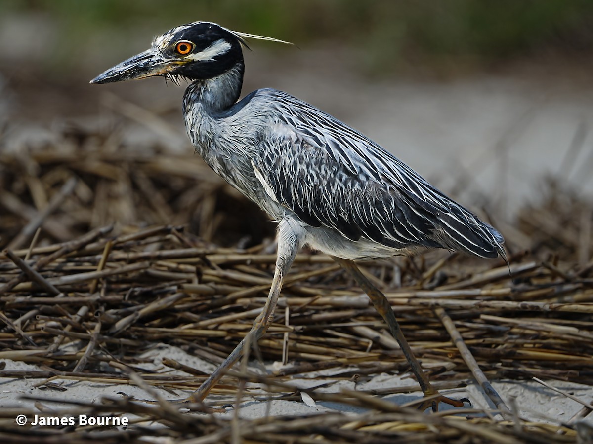 Yellow-crowned Night Heron - ML638403419