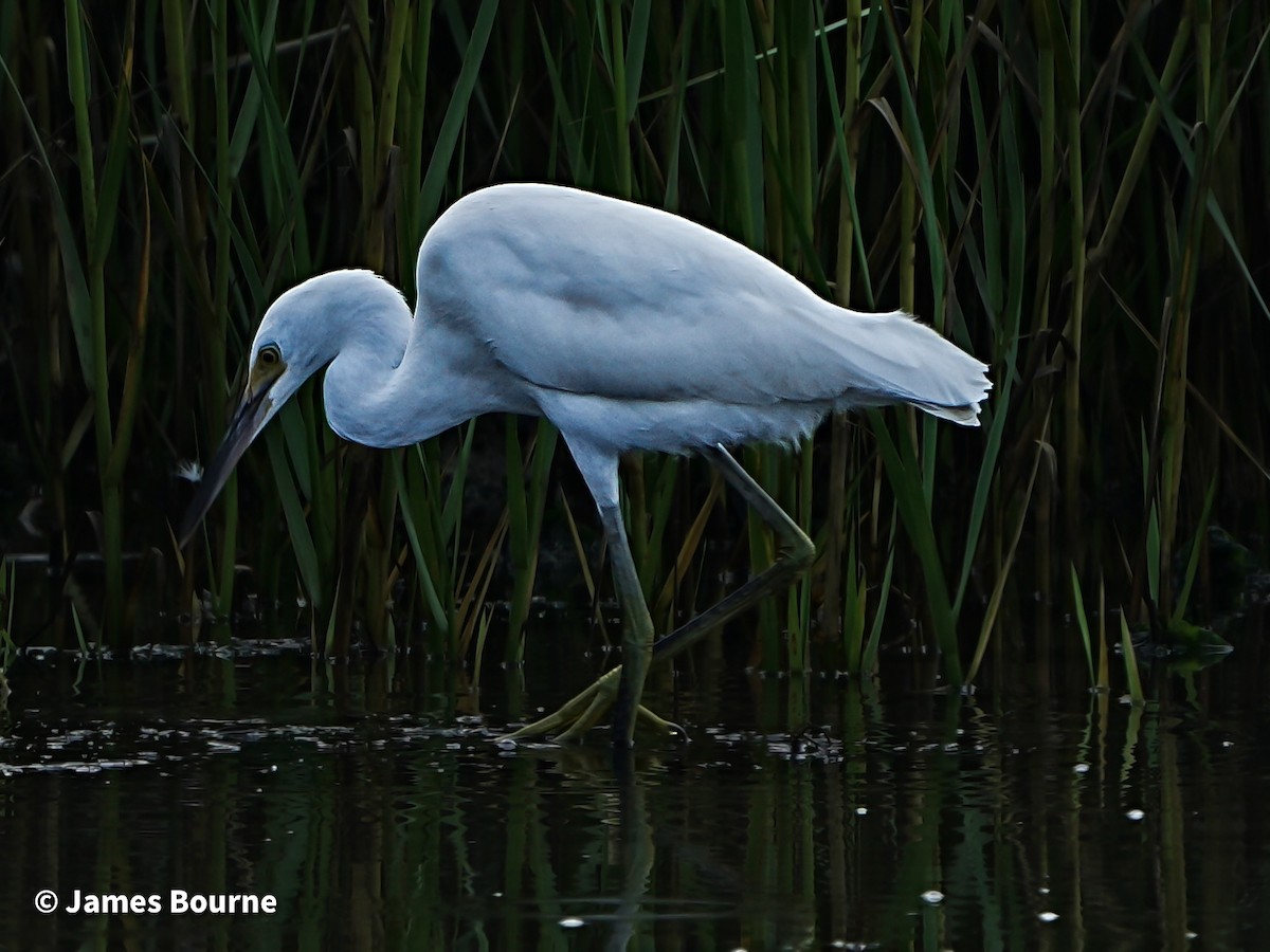 Snowy Egret - ML638403428