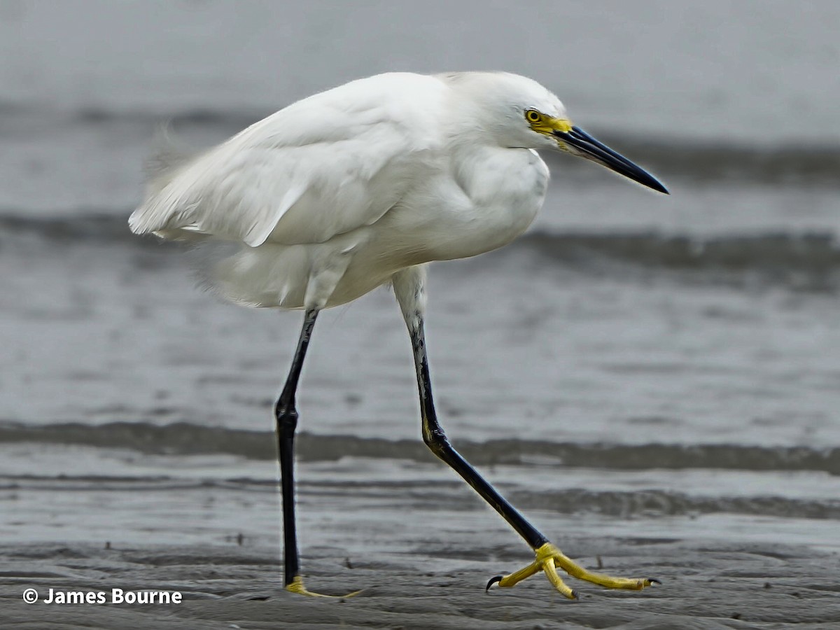 Snowy Egret - ML638403429