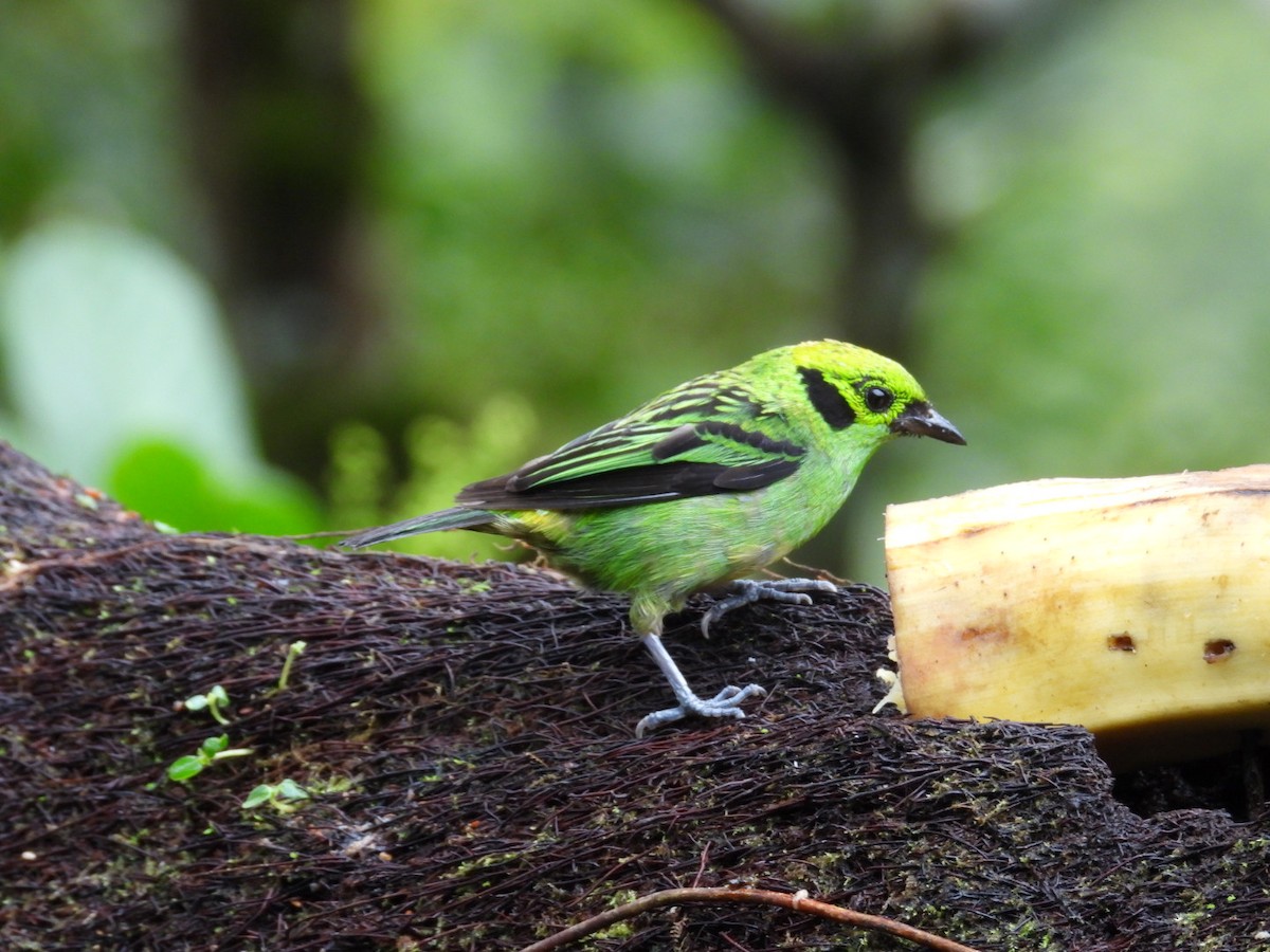 Emerald Tanager - ML638403432