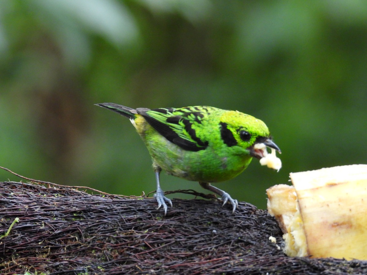Emerald Tanager - ML638403433