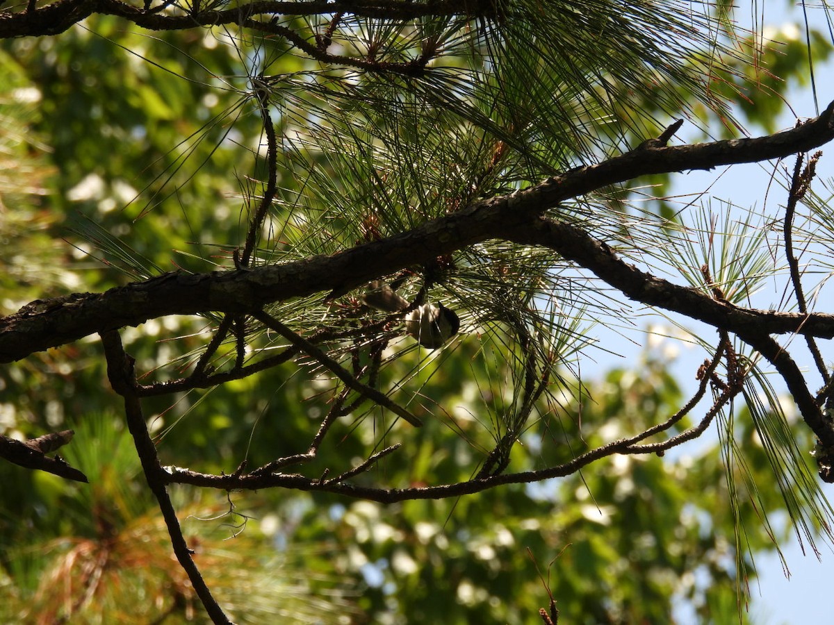 Carolina Chickadee - ML638403461