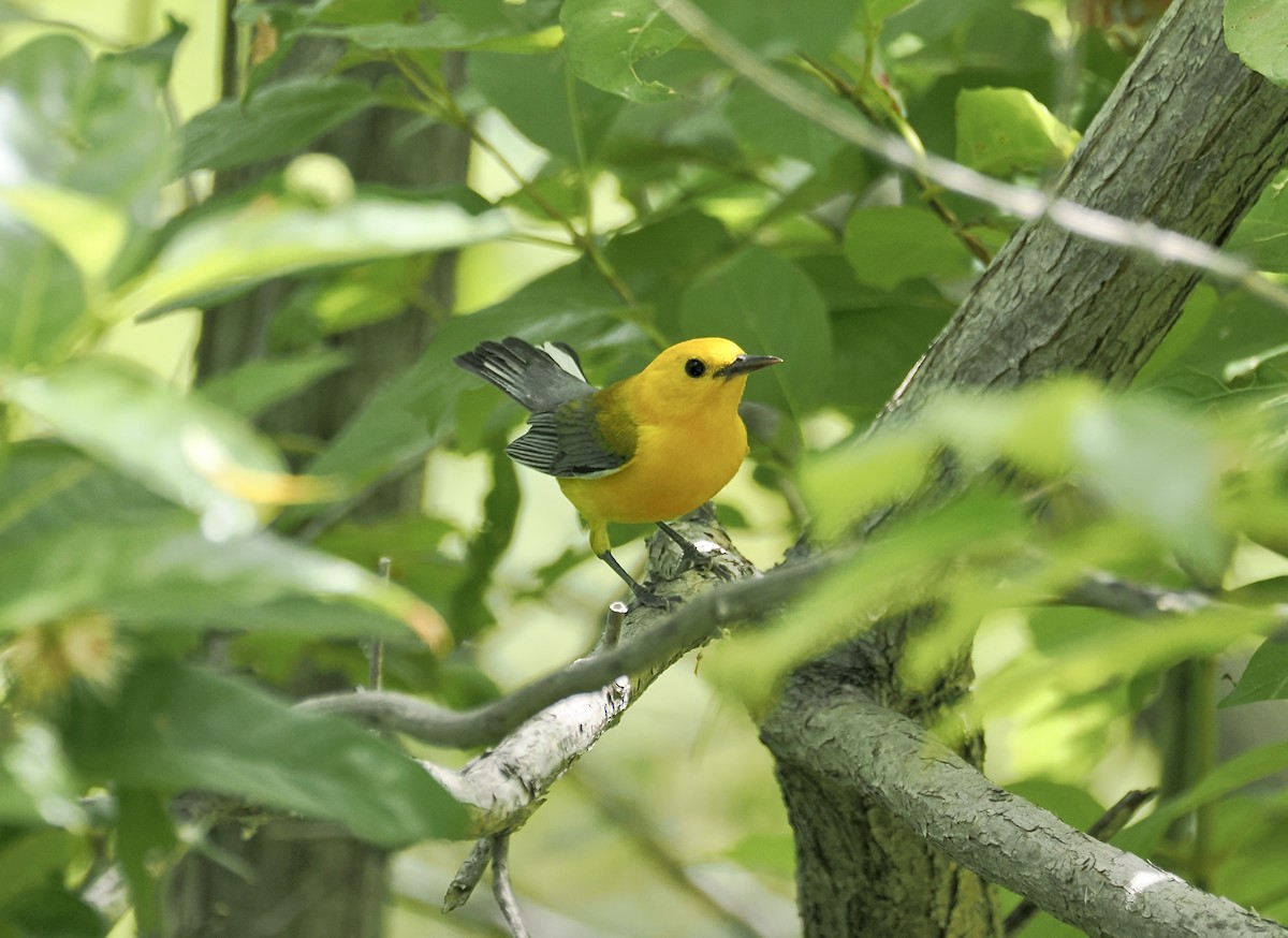 Prothonotary Warbler - ML638403477