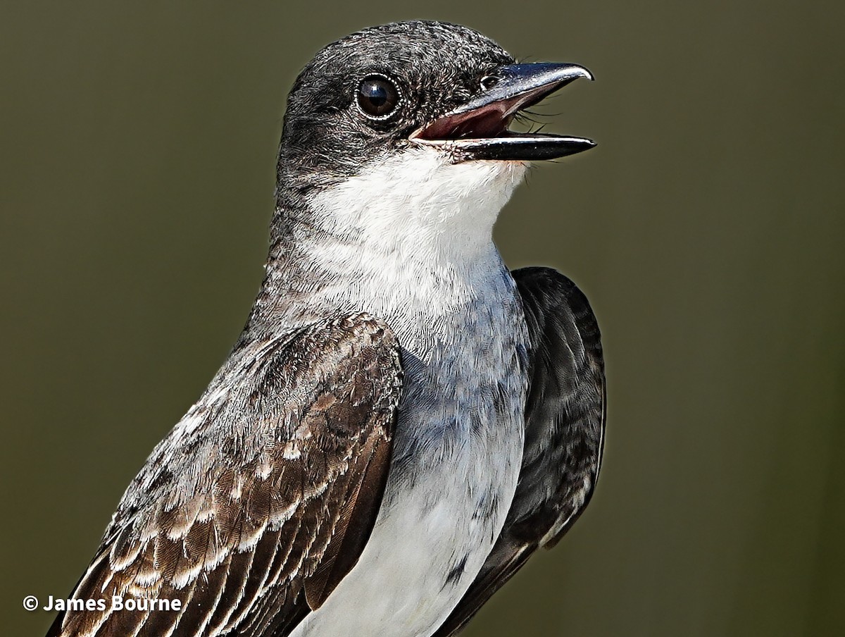 Eastern Kingbird - ML638403481