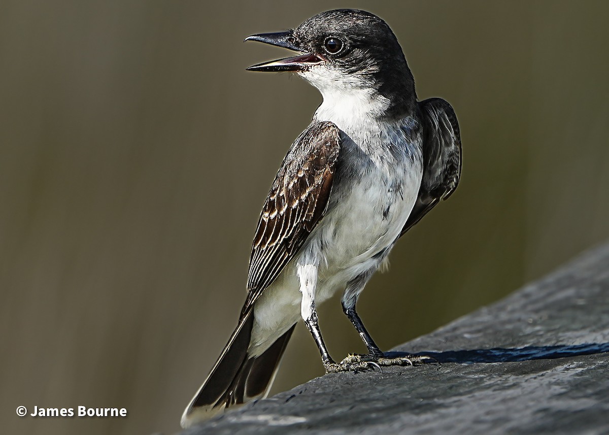 Eastern Kingbird - ML638403482