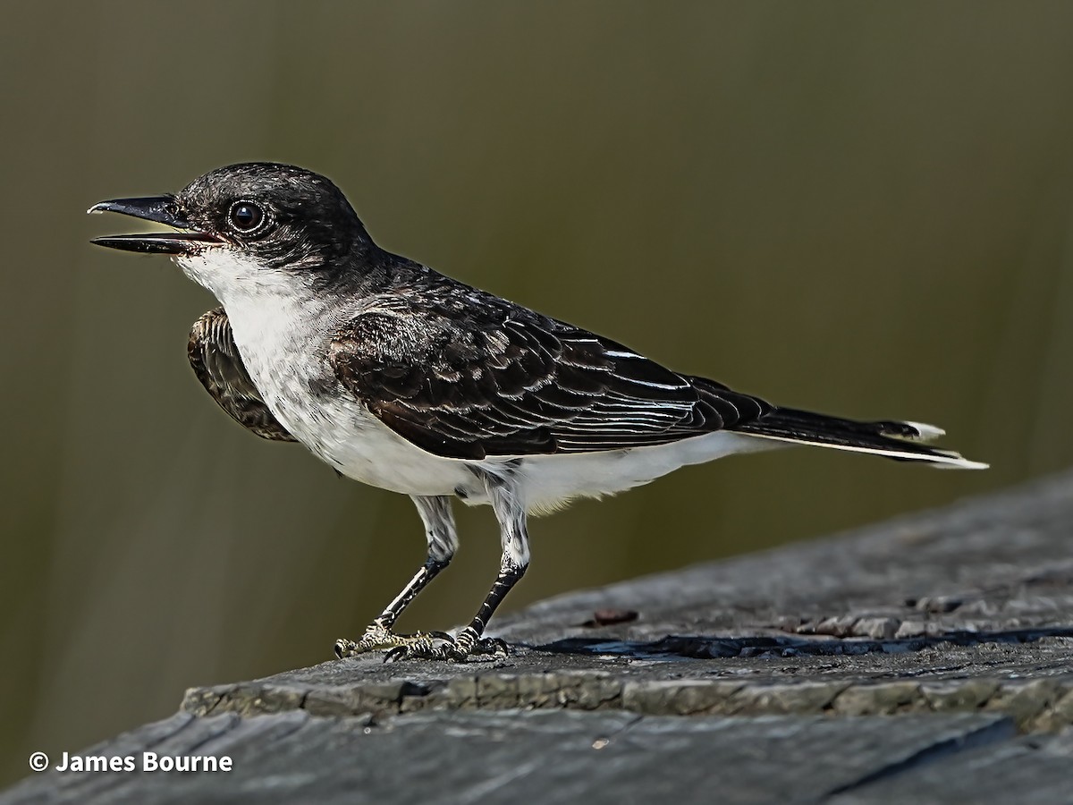 Eastern Kingbird - ML638403483